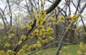 Lindera benzoin-221500cm